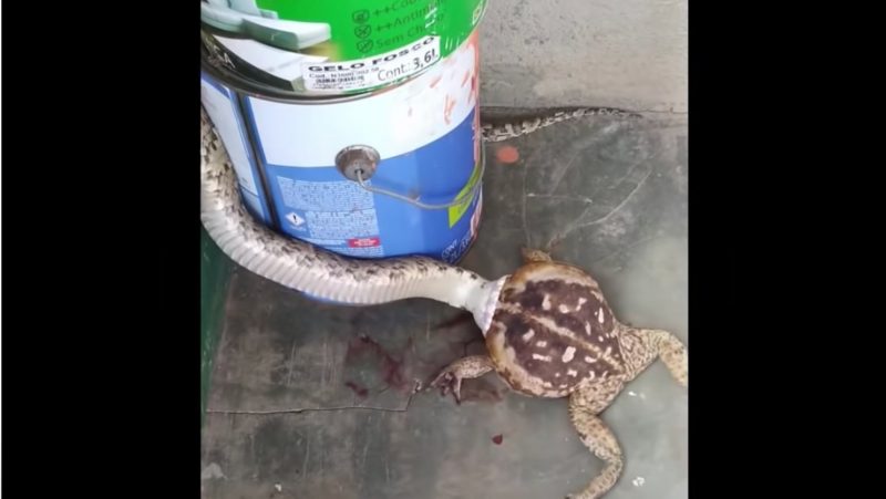Cobra abocanha sapo cururu, que tenta se esquivar do seu algoz – Foto: Reprodu&ccedil;&atilde;o