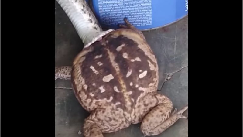 Boipeva agarrada a um sapo cururu pela cabeça
