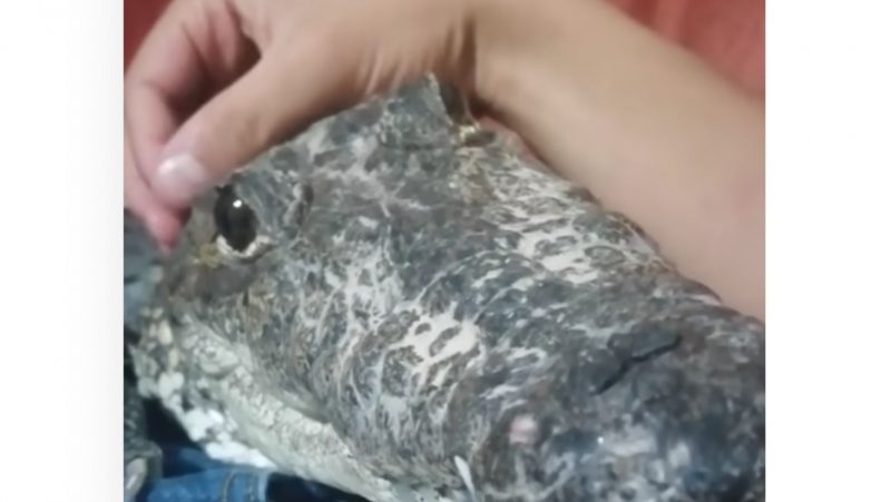 R&eacute;ptil enorme se comporta como cachorrinho e recebe o devido carinho – Foto: Reprodu&ccedil;&atilde;o