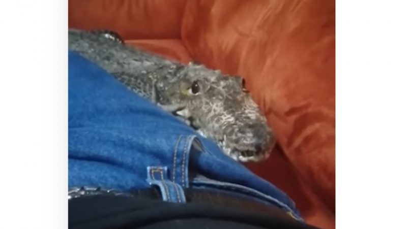 Crocodilo sobe no sofá e caminha em direção ao dono, que está deitado