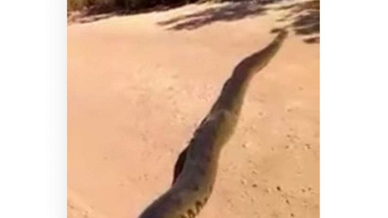 Cobra fecha o tr&aacute;fego em estrada no interior do Brasil – Foto: Reprodu&ccedil;&atilde;o