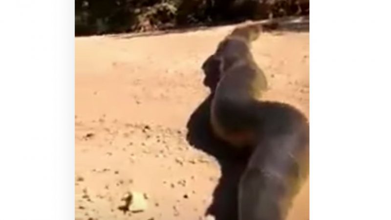 Sucuri enorme atravessa estrada diante de caminhão