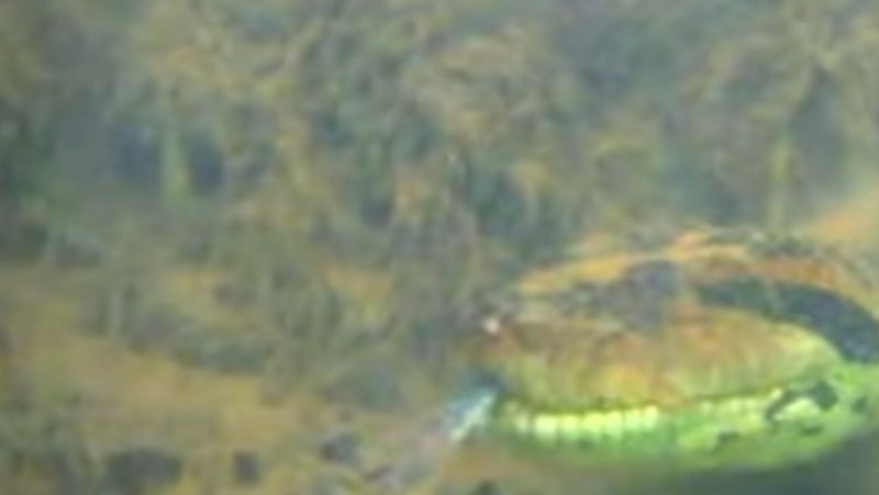 Cobra gigantesca mergulha e &eacute; acompanhada por guia de turismo ecol&oacute;gico – Foto: Reprodu&ccedil;&atilde;o