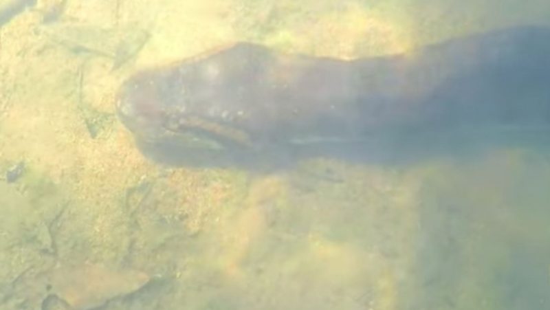 Sucuri se arrasta pelo fundo do rio enquanto é filmada por guia