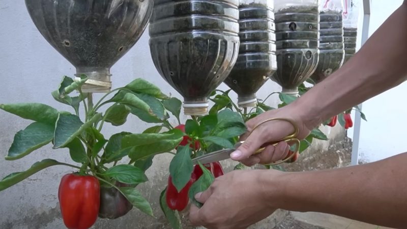 Piment&otilde;es brotam em pouco mais de dois meses, belos e saud&aacute;veis – Foto: Reprodu&ccedil;&atilde;o