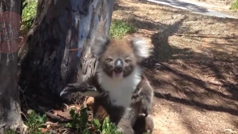 Coala senta sob a árvore e emite som parecido com choro