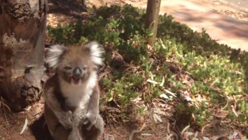 Pequeno animal parece chorar chamando pela mam&atilde;e – Foto: Reprodu&ccedil;&atilde;o