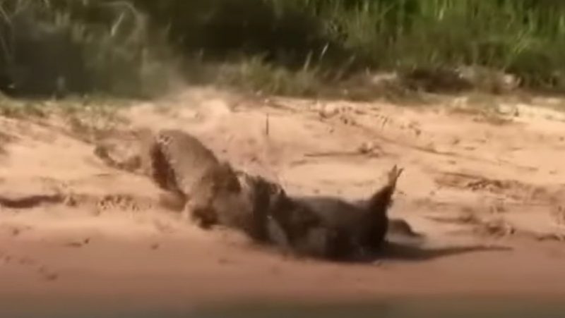 Capivara e onça em duelo de vida ou morte à beira de um rio
