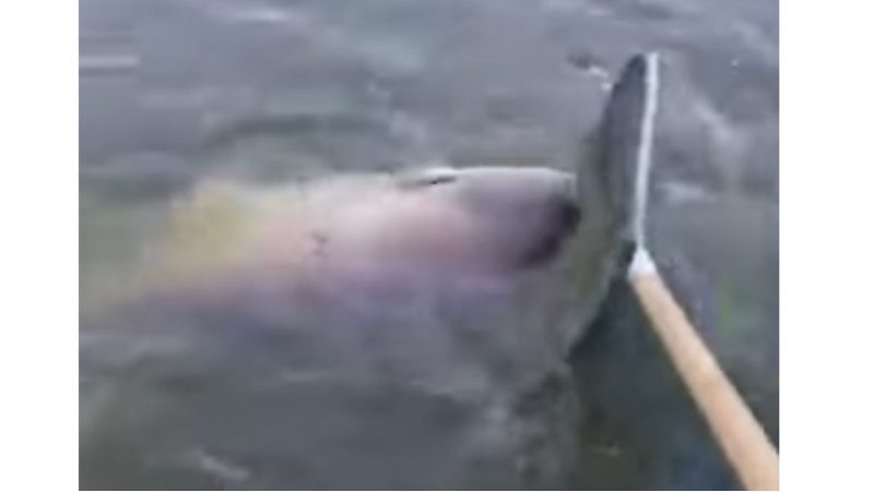 Pescador teve trabalho para conseguir tirar o peixe da &aacute;gua – Foto: Reprodu&ccedil;&atilde;o