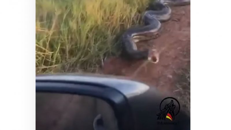 Sucuri arma o bote para se defender ao se sentir acuada