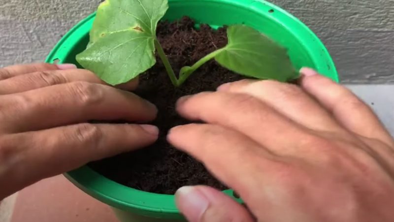 The botanist transplanted the cucumber into a larger pot so that it grows better