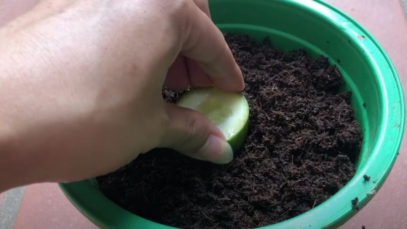 The technique involves planting the cucumber slice itself to grow into a plant.  Photo: Reproduction.
