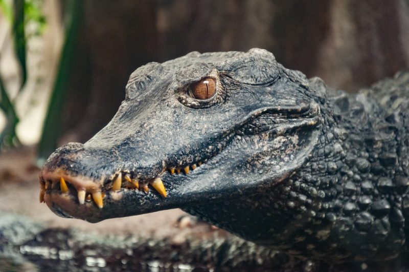 O r&eacute;ptil an&atilde;o &eacute; o menor crocodiliano do mundo, diz bi&oacute;logo – Foto: Redes/Reprodu&ccedil;&atilde;o/ND