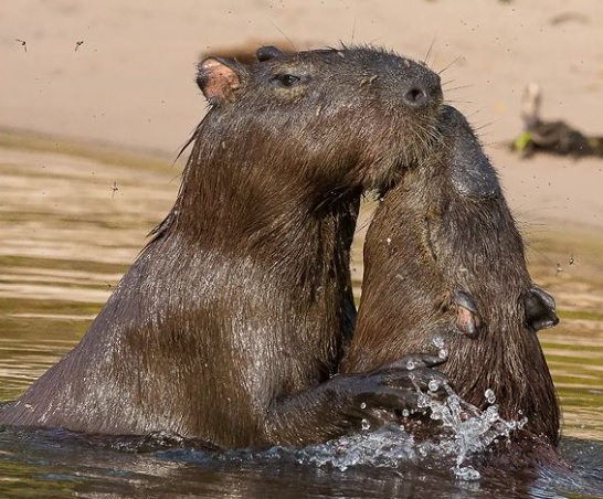 Marquem aqui seus amigos que adoram capivaras. #capivara