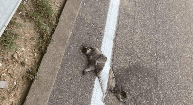 O registro foi feito por um motorista que percebeu que a faixa cruzada o corpo do animal 