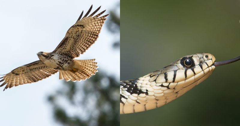 Braço da mulher ficou ferido