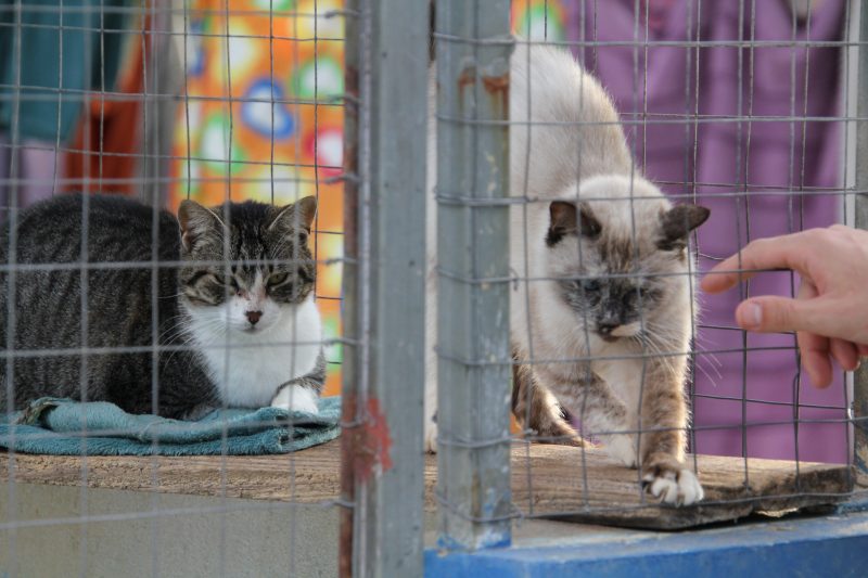 Cerca de 300 animais est&atilde;o dispon&iacute;veis para ado&ccedil;&atilde;o – Foto: Prefeitura de Itaja&iacute;/Reprodu&ccedil;&atilde;o/ND