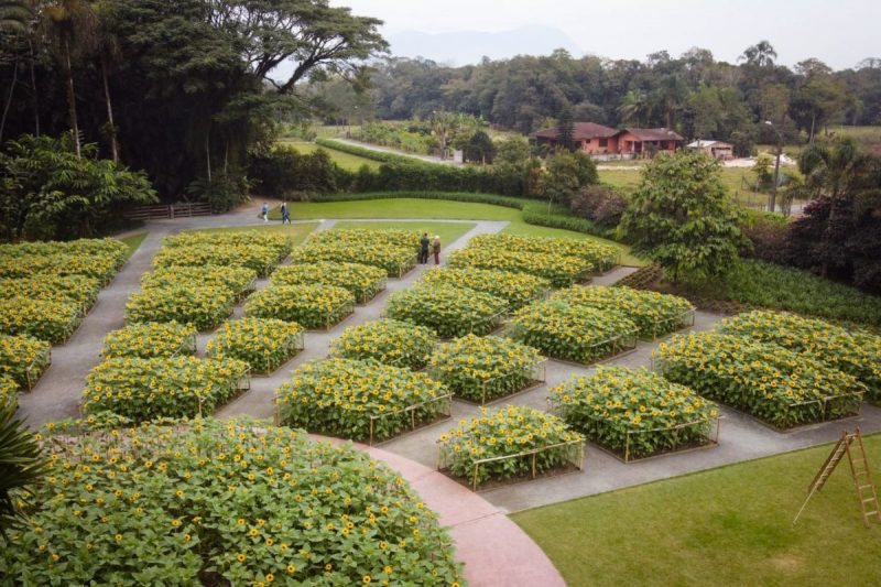 Clima influenciou no desabrochar dos girass&oacute;is – Foto: Parque dos Hemerocallis/Divulga&ccedil;&atilde;o/ND