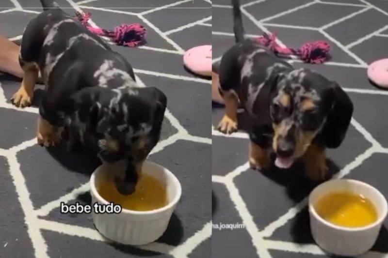 Filhote estava com 45 dias quando tomou seu ch&aacute;zinho – Foto: Reprodu&ccedil;&atilde;o/Redes Sociais/ND