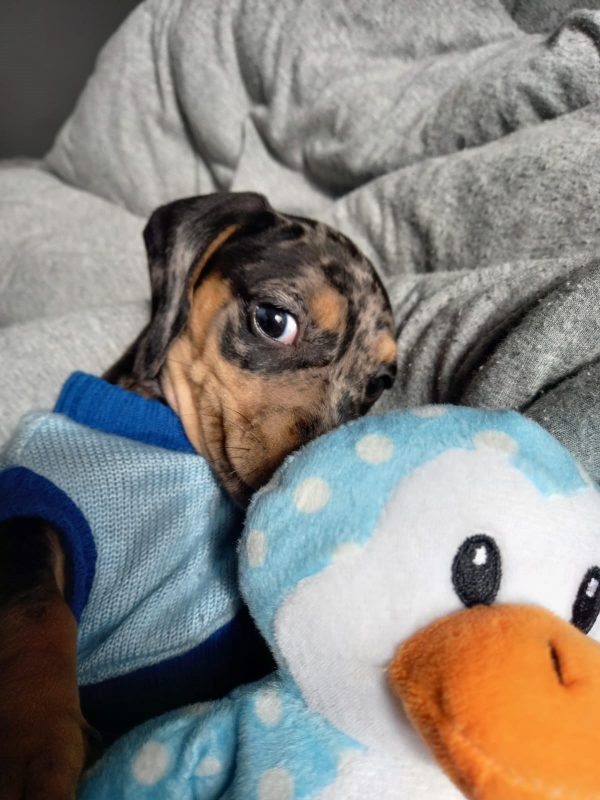 Atualmente, Joaquim tem pouco mais de 2 meses – Foto: Arquivo Pessoal/ND