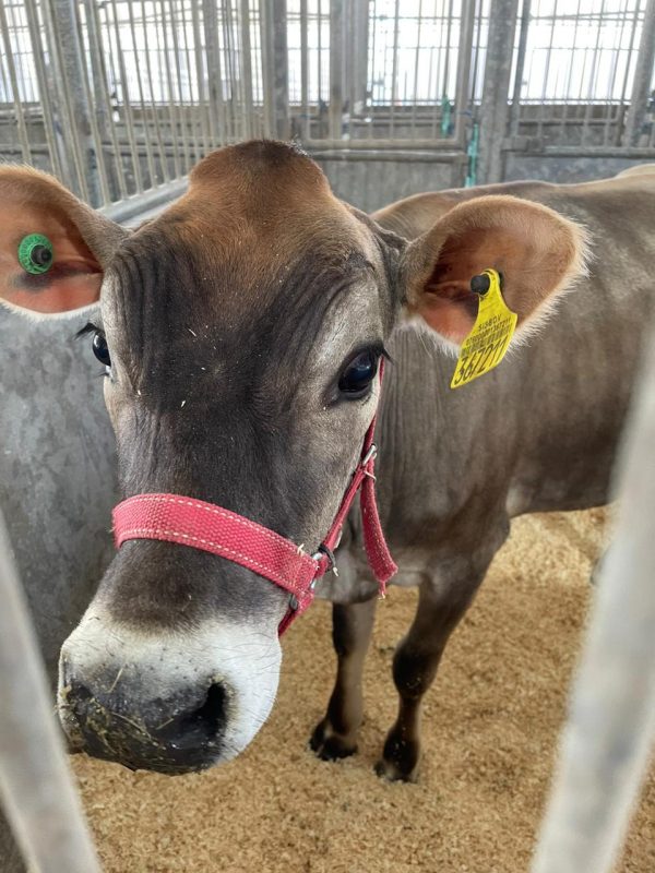 Maior feira de agroneg&oacute;cio de SC acontece em Crici&uacute;ma – Foto: Rafaela Cust&oacute;dio/Traquejo Comunica&ccedil;&atilde;o