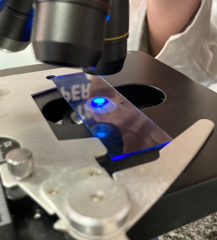 Com os recursos corretos, você também pode replicar a experiência e observar o DNA de um fruta!