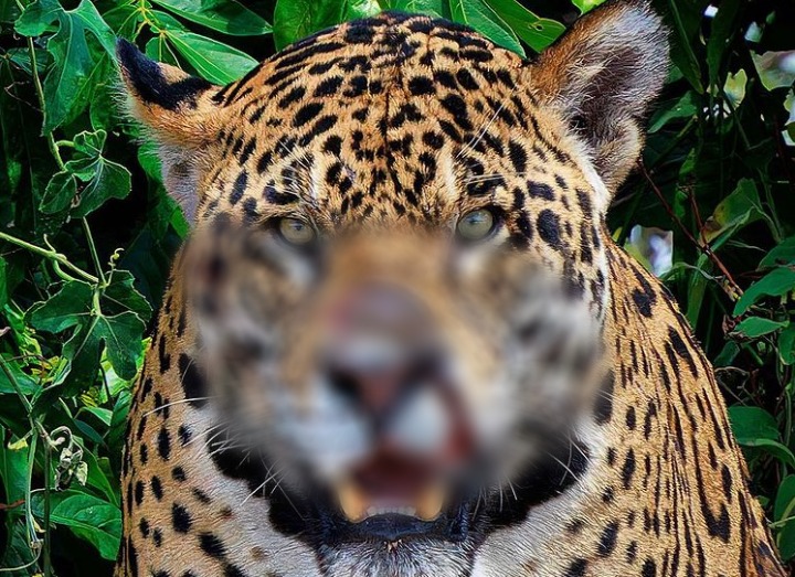 Vai encarar? Para esse felino tamb&eacute;m vale a m&aacute;xima “n&atilde;o &eacute; n&atilde;o”! – Foto: Ary Bassous/Reprodu&ccedil;&atilde;o/ND