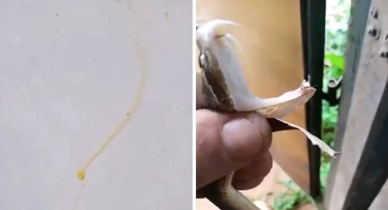 Vídeo de jararaca partida ao meio soltando veneno foi comentado pelo biólogo Henrique Abrahão Charles, na segunda-feira (31) - Foto: Biólogo Henrique Abrahão/Redes Sociais/Divulgação/ND