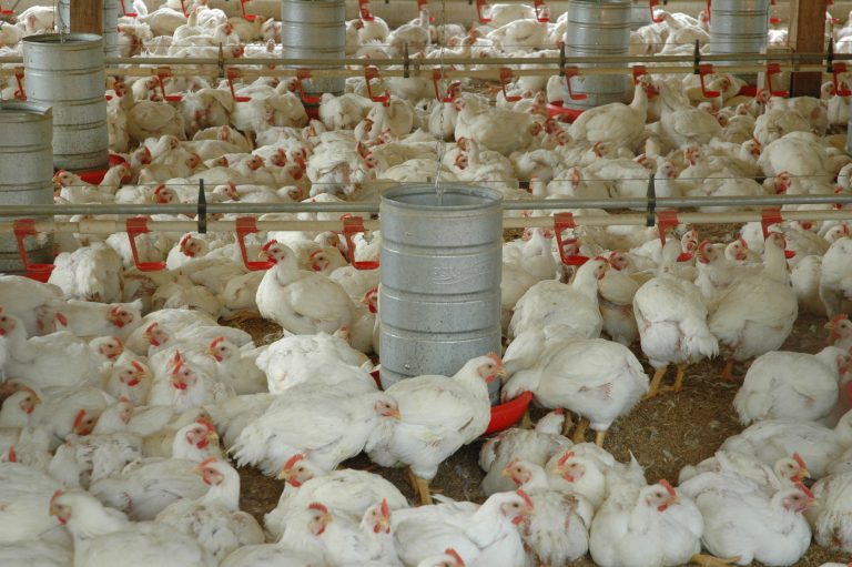 o fim do embargo da exportação de carne de frango para o Japão foi um trabalho conjunto entre os setores e mostrou um incansável trabalho de Santa Catarina 