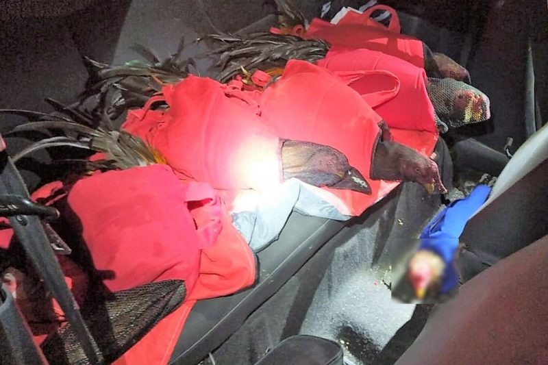 Galos estavam feridos quando foram encontrados – Foto: PRF/Divulga&ccedil;&atilde;o/ND