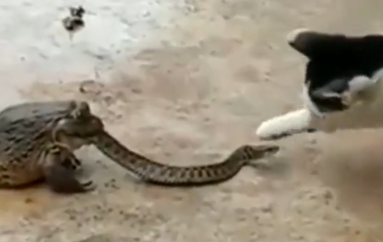 Gato, sapo, cobra interagem em cena