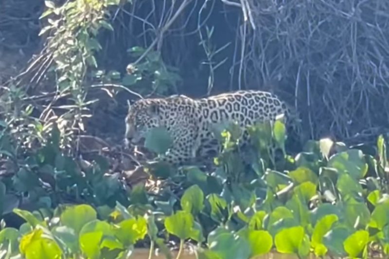 Ela deixou os turistas encantados. 
