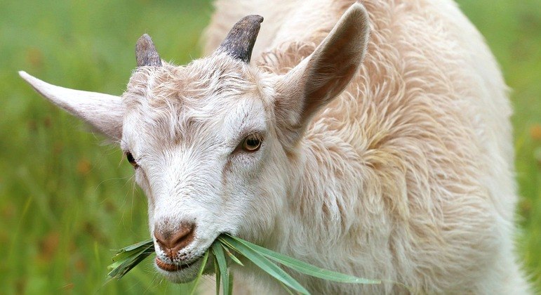 According to the farmer, the goat disappeared due to aggressive behavior.