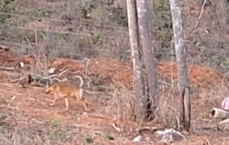 homem confunde cachorro com onça e se apavora