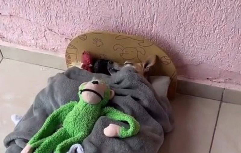 Os dois cachorros e o galo se espremiam em uma caminha de pet para aproveitar a conchinha tripla – Foto: @belinha_pitmonster/ TikTok/ Reprodu&ccedil;&atilde;o/ ND