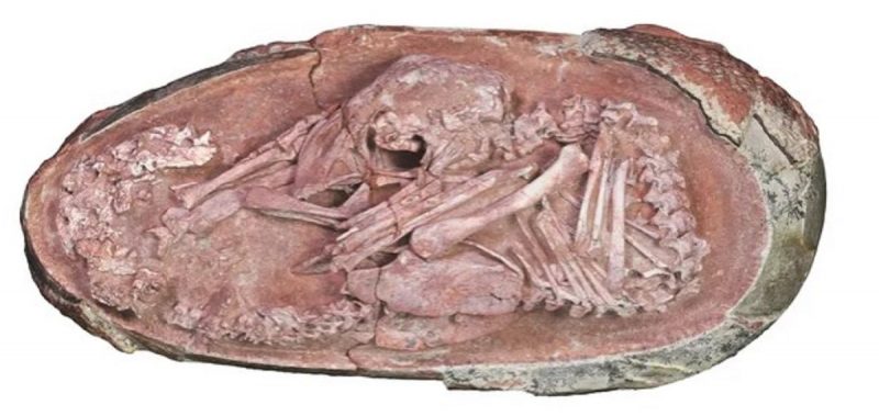 Ovo de embrião de dinossauro tem mais de 72 milhões de anos é encontrado no Sul da China