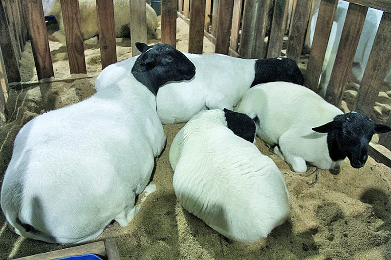 Festa do Borrego chega a sua 12&ordf; edi&ccedil;&atilde;o em Pomerode; confira a programa&ccedil;&atilde;o – Foto: Divulga&ccedil;&atilde;o/ Reprodu&ccedil;&atilde;o/ND