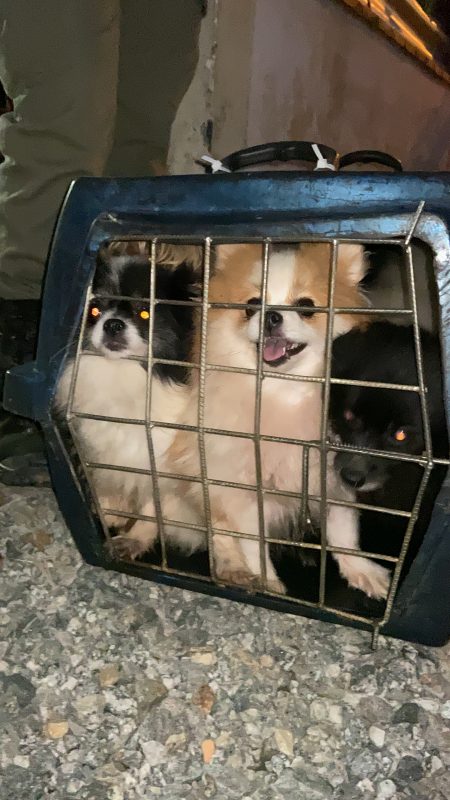 Animais foram resgatados – Foto: Reprodu&ccedil;&atilde;o/Like Comunica&ccedil;&atilde;o