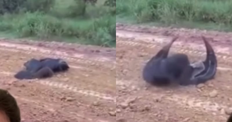 Entenda o que aconteceu no vídeo, o biólogo explica. 