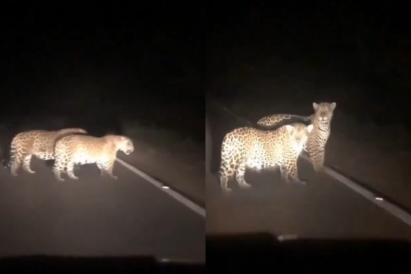 As onças foram flagradas quando passavam por rodovia. 
