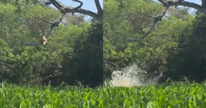 A onça-pintada chama atenção pela beleza e destreza. 