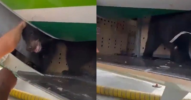 Fuga do urso resultou em um atraso de 3h30