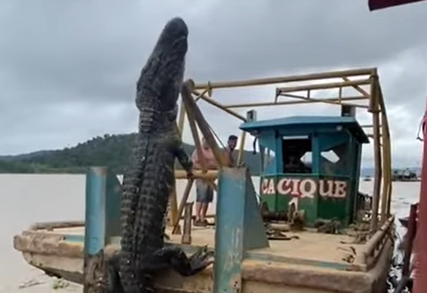 Jacaré é realocado no Amazonas