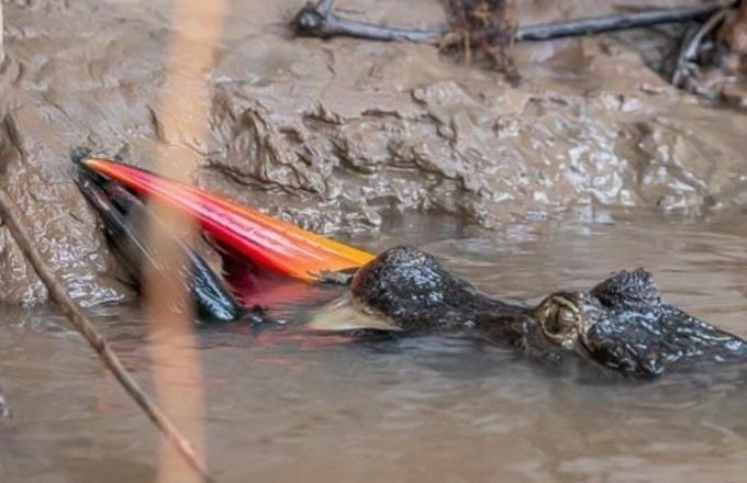 Tucano na boca do jacaré
