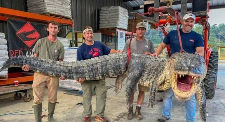 The head-headed alligator was caught in a Mississippi hunting ground. 