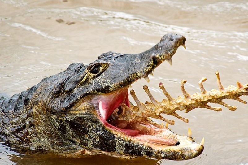 jacaré com carcaça na boca