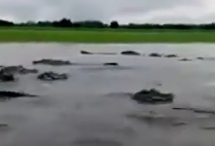 Grupo de jacarés em rio no Amazonas