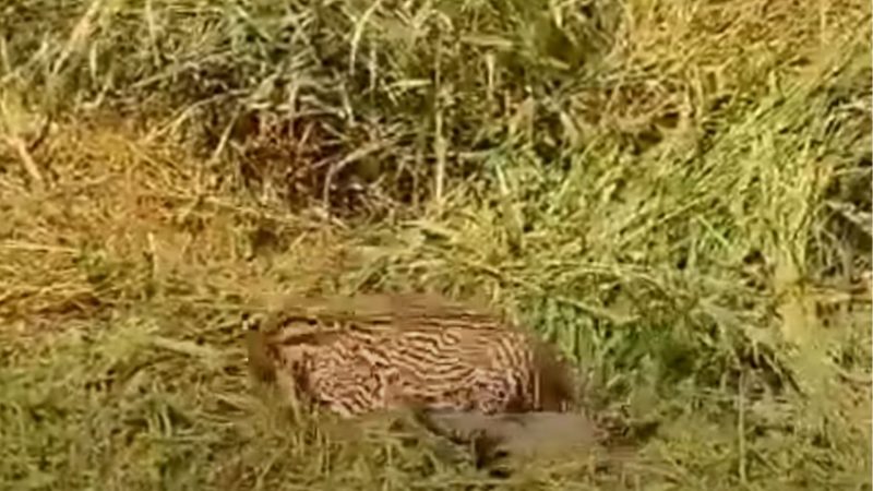 Jaguatirica ataca raposa