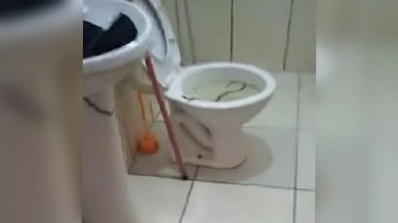 Jararaca no vaso sanitário. 