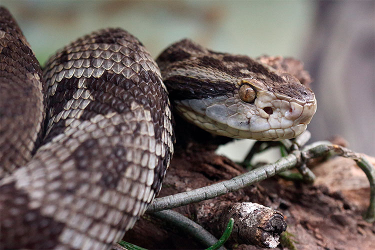 Você sabe qual a cobra mais venenosa do mundo?